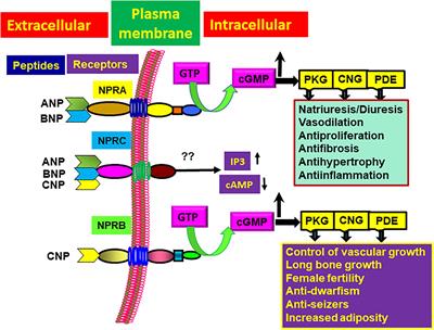 Molecular Signaling Mechanisms and Function of Natriuretic Peptide Receptor-A in the Pathophysiology of Cardiovascular Homeostasis